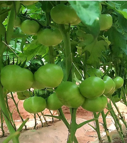 微信截图_20250410124615