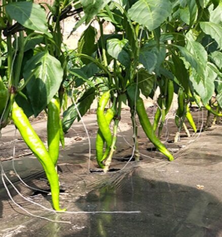 微信截图_20250410124704