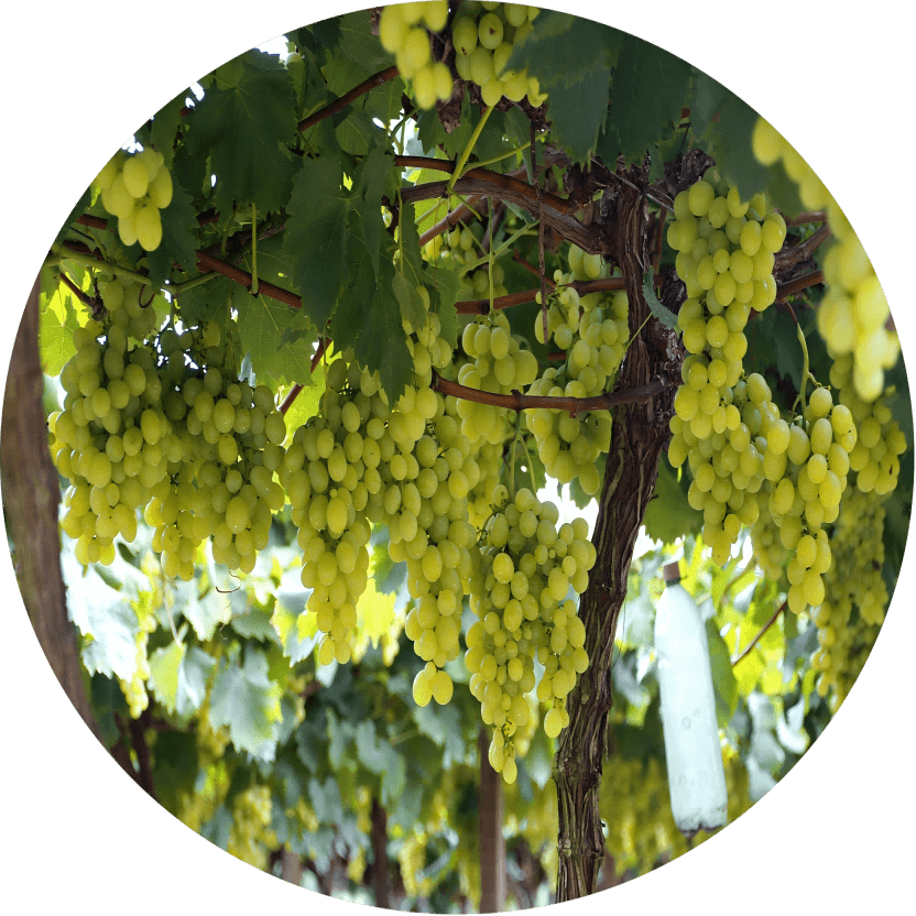 葡萄圆形图(1) 葡萄圆形图(1)